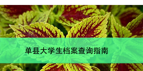 单县大学生档案查询指南，如何快速找到你的档案？